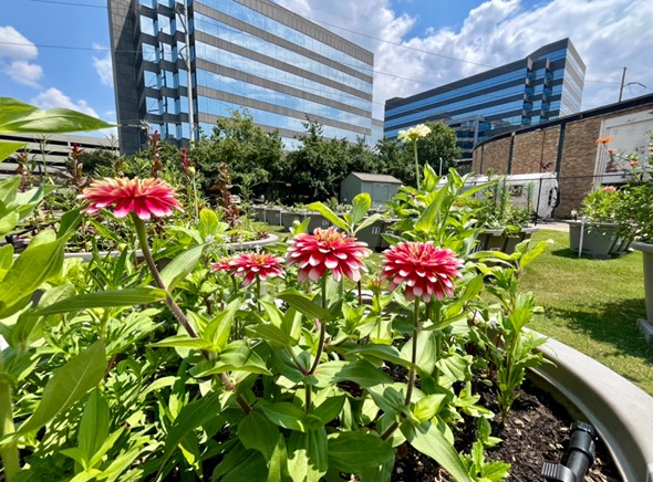 Raised Root Garden Flower
